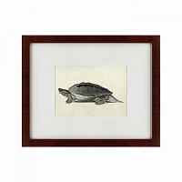 картина: a hand-painted illustration of a burmese roofed turtle, 1873 в Омске