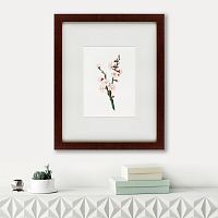 картина: apricot flower (prunus armeniaca), 1832 в Омске
