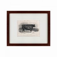 картина: a devon bull, 1849 в Омске
