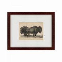 картина: bison, 1828 в Омске