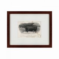 картина: a devon steer, 1869 в Омске
