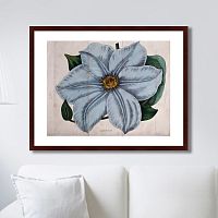 картина: exotic plants of the world №13, 1815г. в Омске