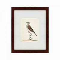 картина: the brown bird в Омске