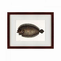 картина: sole fish, 1722 в Омске
