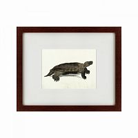 картина: a hand-painted illustration of an arakan forest turtle, 1872 в Омске