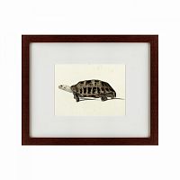 картина: a hand-painted illustration of an elongated tortoise, 1873 в Омске