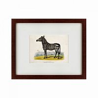 картина: a zebra, 1830 в Омске