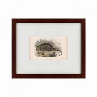 картина: armadillo, 1860 в Омске