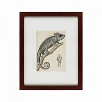 картина: chameleon, 1706 в Омске