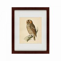 картина: brown owl, 1760 в Омске