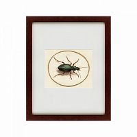 картина: beetle, 1700 в Омске